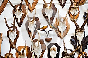 Deer head trophy collection