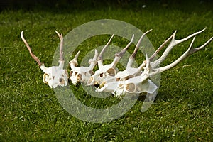 Deer head trophy collection on green grass.