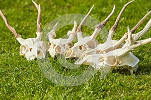 Deer head trophy collection on green grass.