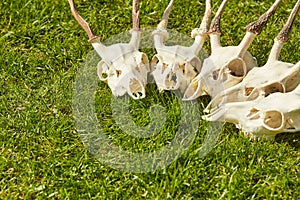 Deer head trophy collection on green grass.