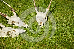 Deer head trophy collection on green grass.