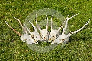 Deer head trophy collection on green grass.