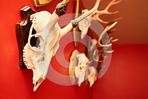 Deer head trophy collection on a red wall.