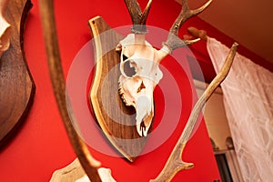 Deer head trophy collection on a red wall.