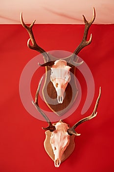 Deer head trophy collection on a red wall.