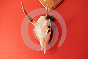 Deer head trophy collection on a red wall.