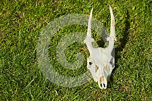 Deer head trophy on green grass.