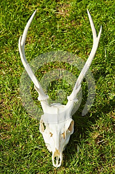 Deer head trophy on green grass.