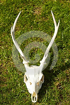 Deer head trophy on green grass.