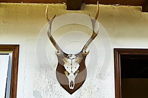 A deer head trophy on a old wall.