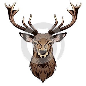 Deer head