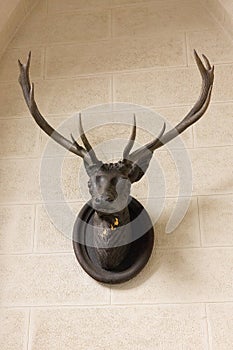 Deer head on the wall, hunting trophy