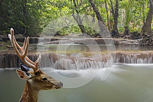 Deer head with a waterfall