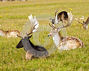 Deer herd photo