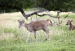 Deer herd in Casela park, Mauritius