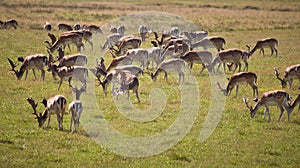 Deer herd in Dyrehave park photo