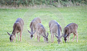 Deer herd, Foothill Park, Palo Alto, CA. USA