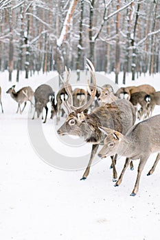 Deer herd in a forest in a snow storm. Winter, forest, wild animals
