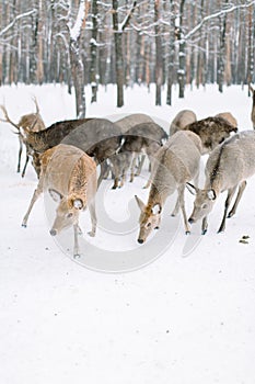 Deer herd in a forest in a snow storm. Winter, forest, wild animals