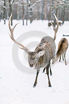 Deer herd in a forest in a snow storm. Winter, forest, wild animals.