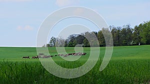 Deer herd in a green lush meadow