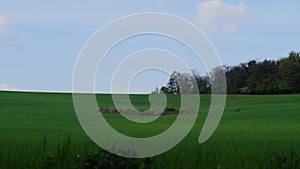 Deer herd in a green lush meadow