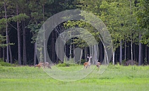 Deer herd in North Carolina