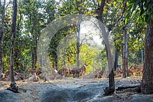 Deer herd in open zoo