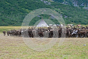 A deer herd returns to the reindeer herding camp. Yamal, Russia