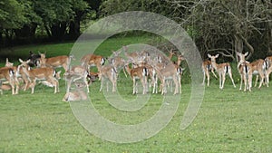 Deer herd Roe in the wilds of Essex