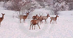 Deer herd in winter on the hills covered with trees behind the fence