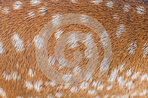 Deer hide details