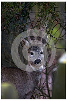 Deer hiding at the graveyard