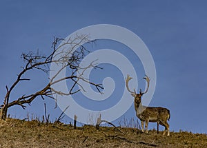 A deer on a hill and a lone tree and brown green field