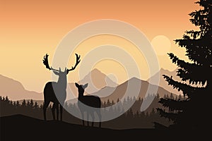 Deer and hind in a mountain landscape with coniferous forest and
