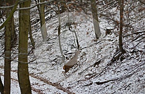 Deer hind running and jumping in the winter inside forest