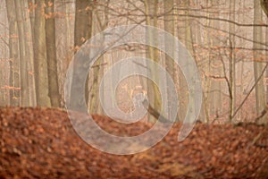 Hind deer watching deep in the forest during foggy wheather in winter