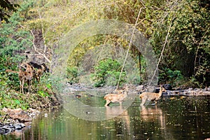 Deer and hinds walking through water to forest.