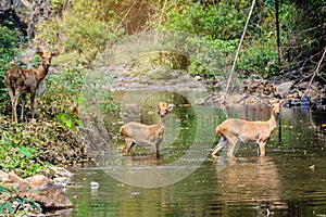 Deer and hinds walking through water to forest.