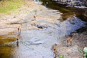 Deer and hinds walking through water to forest.