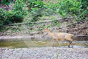 Deer and hinds walking through water to forest.