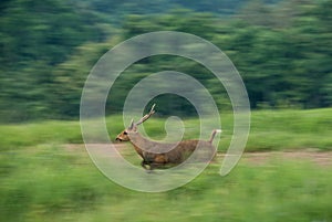 Deer or Hog deer rush leap With motion pictures.