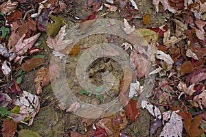 Deer Hoof Print in the Fall Close-Up