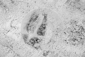 A Deer Hoof Print in Snow