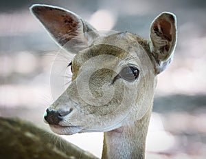 Deer are the hoofed ruminant mammals forming the family Cervidae