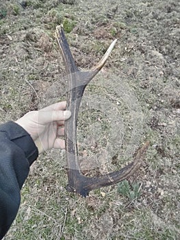 deer horn in heand