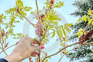 Deer-horned sumac in woman hand, or Fluffy sumac,Acetic tree, short-haired sumac