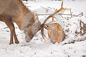 deer with horns. Zoo Ukraine.