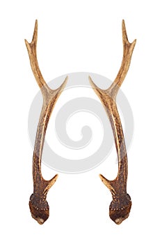 Deer horns