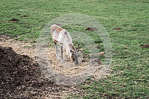 Deer with horns is eating on field